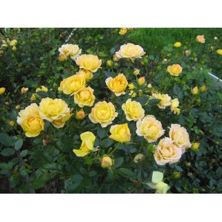 Rožė ( lot. Rosa ) Yellow Fairy