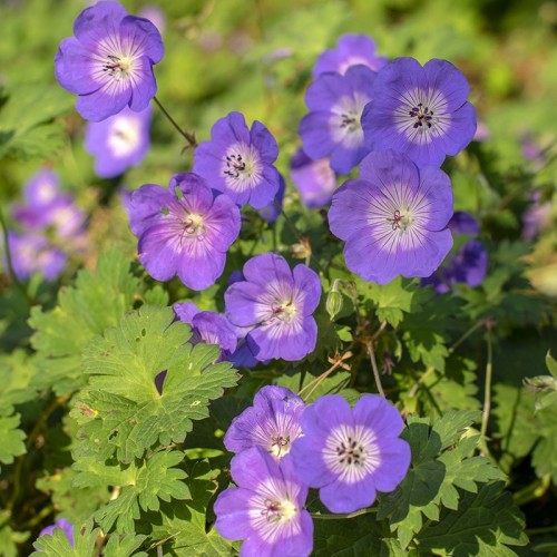 Snaputis (lot. Geranium)  Rozanne