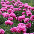 Bijūnas ( lot. peonia lactiflora) Rozella 2026 ruduo Bijūnas ( lot. peonia lactiflora) Rozella 2026 ruduo