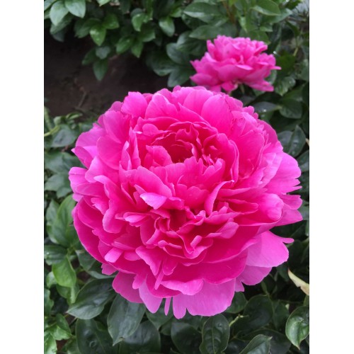 Bijūnas  ( lot. peonia  lactiflora) Rozella 2026 ruduo