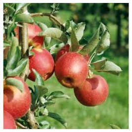 Obelis ( lot. Malus domestica) Rubin