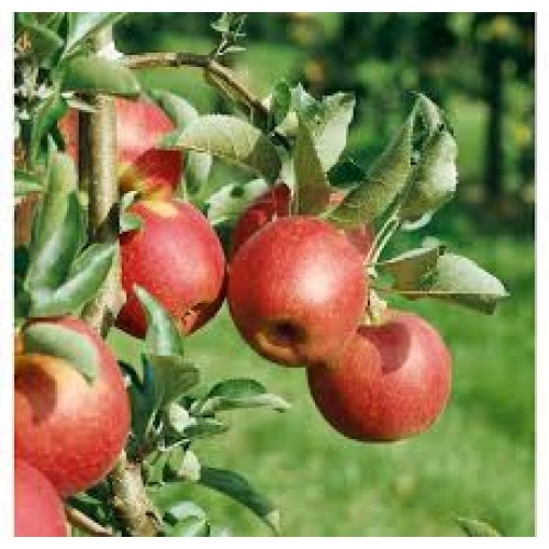 Obelis ( lot. Malus domestica) Rubin