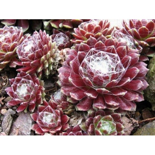 Šilropė ( lot. Sempervivum arachnoideum) Rubin