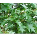 Ąžuolas raudonasis ( lot. Quercus rubra)