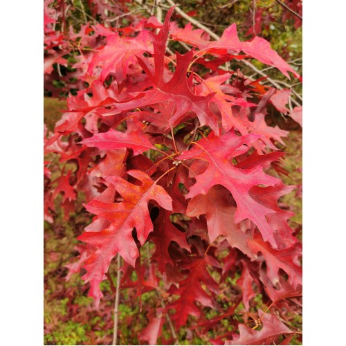 Ąžuolas raudonasis ( lot. Quercus rubra)