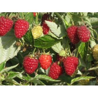 Avietė vasarinė (lot. Rubus idaeus)  Glen Ample
