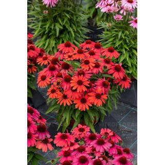 Ežiuolė  (lot.Echinacea purpurea) Sunmagic Vintage Ruby