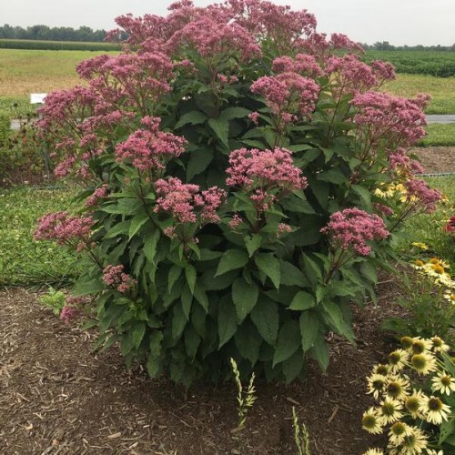 Kemeras dėmėtasis ( lot.Eupatorium maculatum ) RIESENSCHIRM
