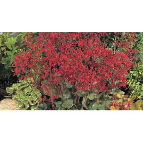 Alūnė ( lot. Heuchera) Ruby Bells