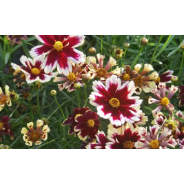 Gludas mentūrinis ( lot. Coreopsis verticilatta) Ruby Frost