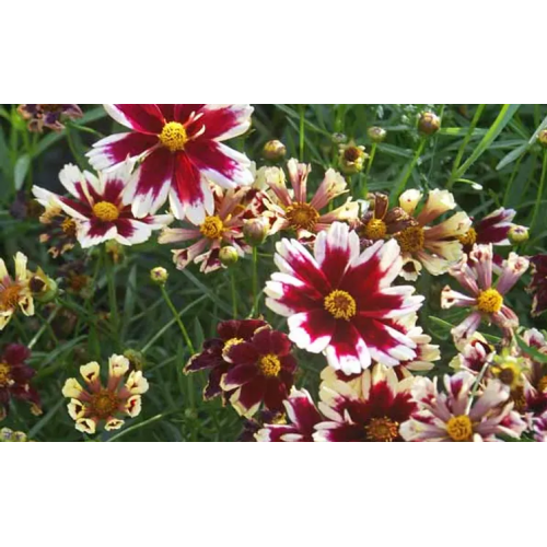 Gludas mentūrinis ( lot. Coreopsis verticilatta) Ruby Frost
