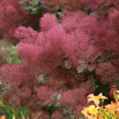 Pūkenis europinis ( lot. Cotinus coggyria) Ruby Glow