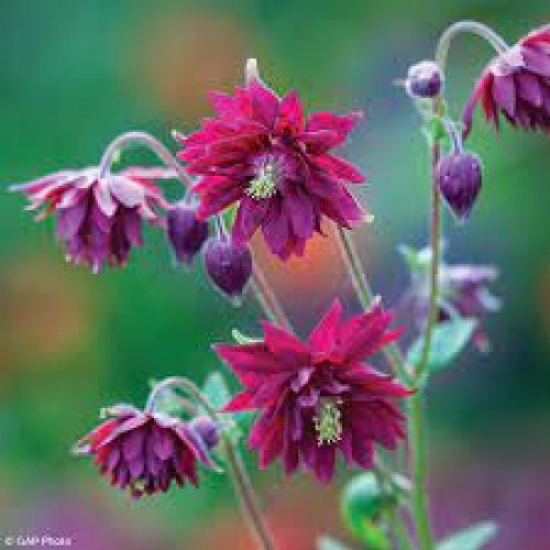 Sinavadas  (lot.Aquilegia vulgaris) Ruby Port