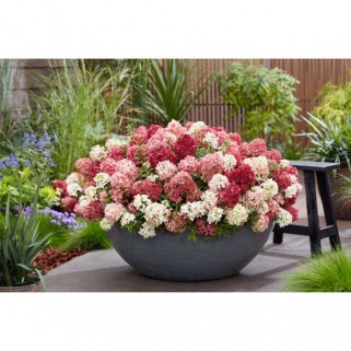 Hortenzija šluotelinė ( lot. Hydrangea paniculata)  Groundbreaker® Ruby