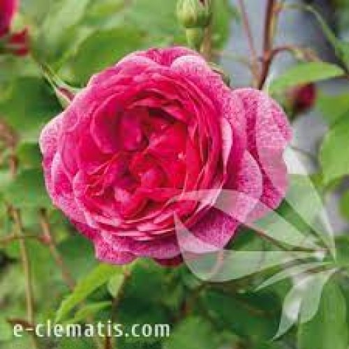 Rožė ( lot. Rosa ) Morden Ruby