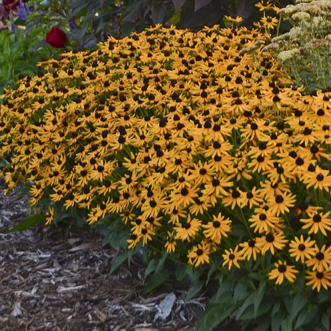 Rudbekija žėrinčioji (lot.Rudbeckia fulgida ) Little Goldstar