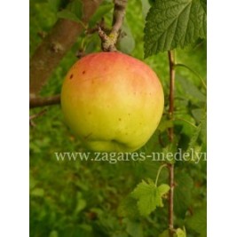 Obelis rudeninė  ( lot. Malus domestica) Beržininkų ananasas