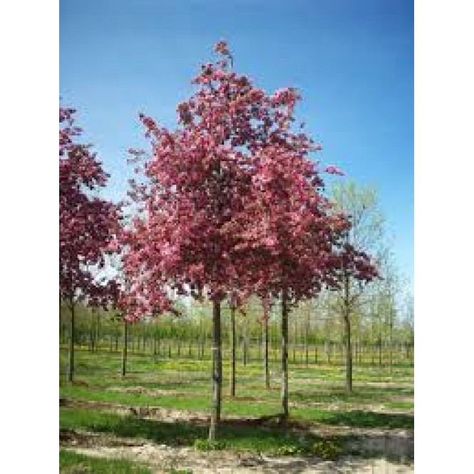 Obelis dekoratyvinė (lot. Malus purpurea)  Rudolph