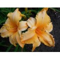 Viendienė  (lot.Hemerocallis ) Ruffled Apricot