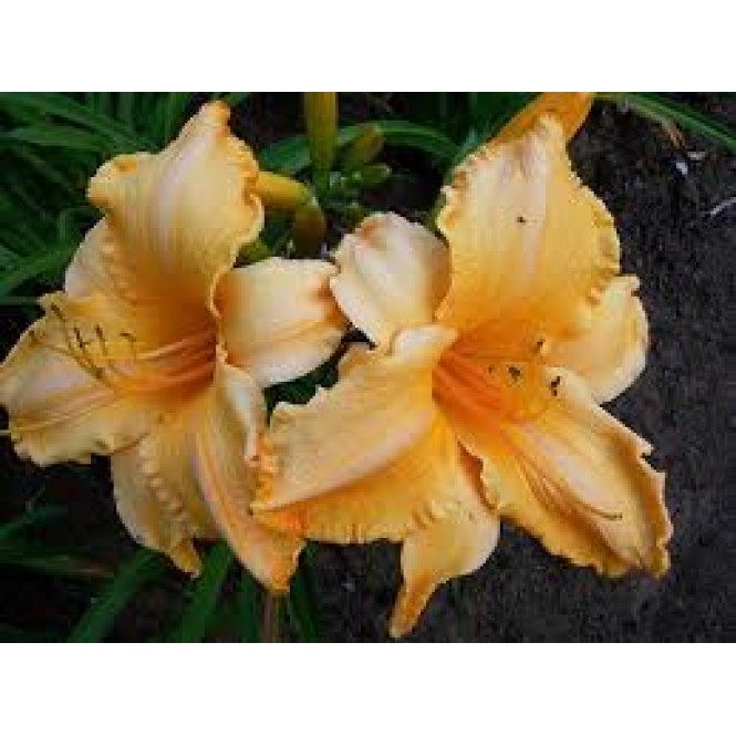 Viendienė  (lot.Hemerocallis ) Ruffled Apricot