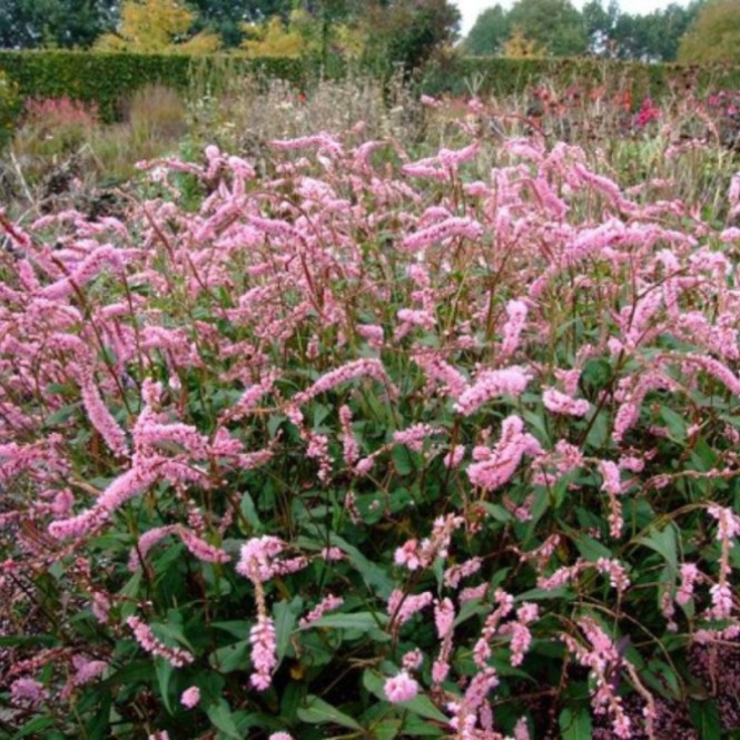 Rūgtis dėmėtoji (lot.Persicaria amplexicaulis ) Pink Elephant Rūgtis dėmėtoji (lot.Persicaria amplexicaulis ) Pink Elephant