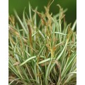 Viksva paukščiakojė ( lot. Carex ornithopoda) Variegata 