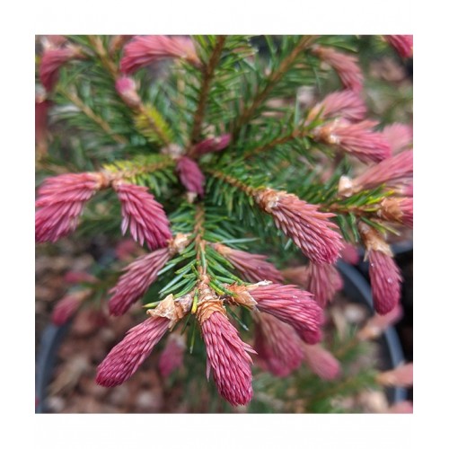 Eglė paprastoji ( lot. Picea abies)  Rydal
