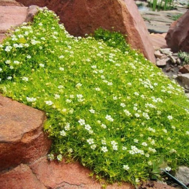 Žemenė (lot. Sagina  subulata) Lime  Moss