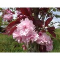 Vyšnia smailiadantė - sakura (Prunus serrulata) Royal Burgundy