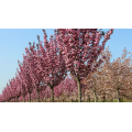 Vyšnia smailiadantė - sakura (Prunus serrulata) Royal Burgundy