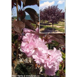 Vyšnia smailiadantė - sakura (Prunus serrulata) Royal Burgundy