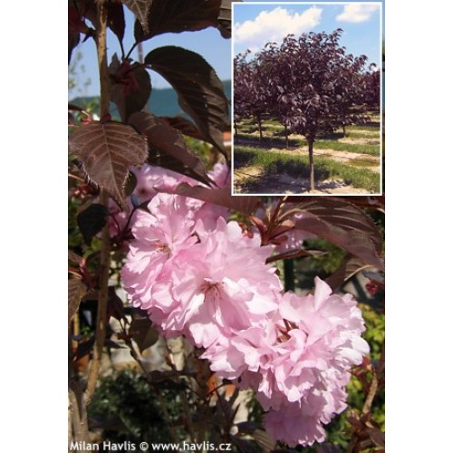 Vyšnia smailiadantė - sakura (Prunus serrulata) Royal Burgundy