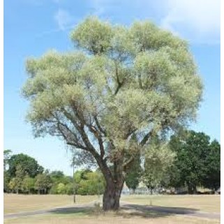 Gluosnis baltasis  ( lot.Salix alba)