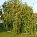 Gluosnis ( lot.Salix sepulclaris) Erythroflexuosa