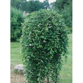 Blindė ( lot.salix caprea) Pendula