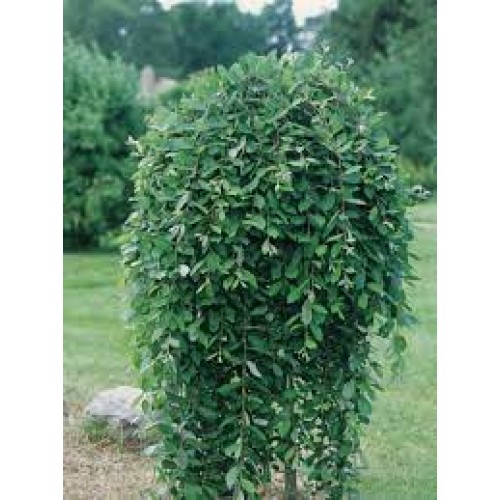 Blindė ( lot.salix caprea) Pendula