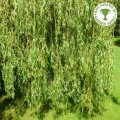 Gluosnis ( lot.Salix sepulclaris) Chrysocoma