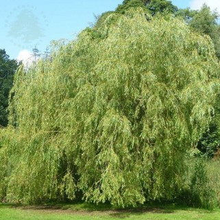 Gluosnis ( lot.Salix alba) Tristis