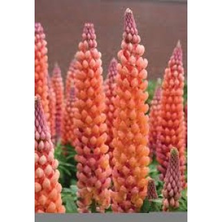 Lubinas (lot. lupinus) West Country salmon star
