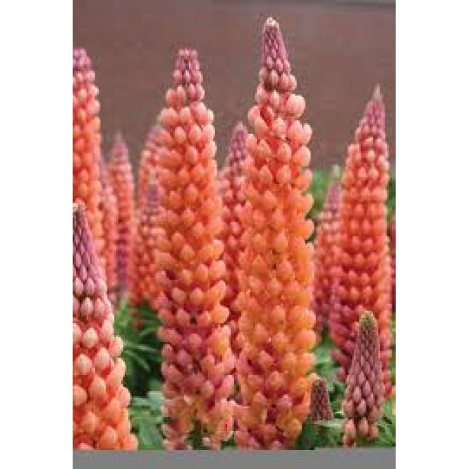 Lubinas (lot. lupinus) West Country salmon star