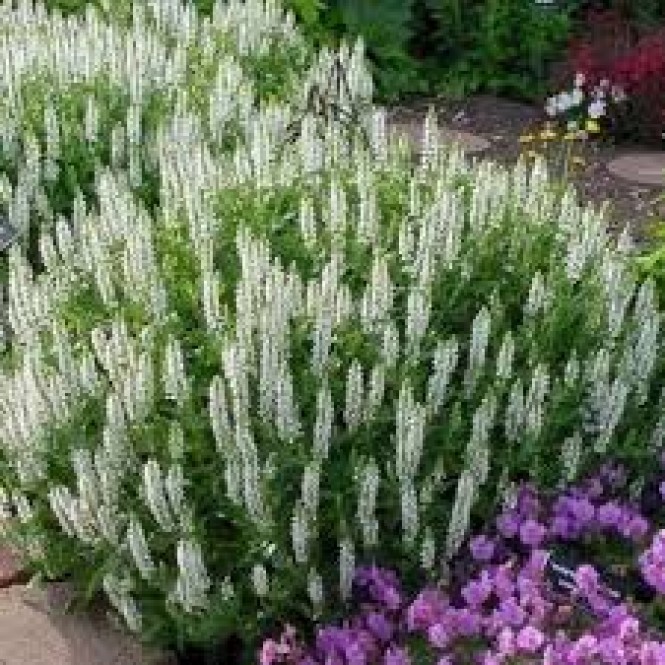 Šalavijas gojinis ( lot. Salvia nemorosa) Salute White