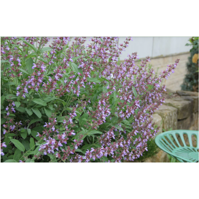 Šalavijas vaistinis ( lot. Salvia officinalis) Berggarten