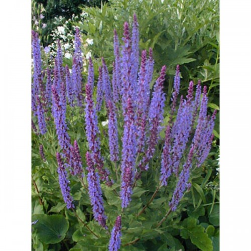 Šalavijas gojinis ( lot. Salvia nemorosa) Blauhugel (Blue Hill)
