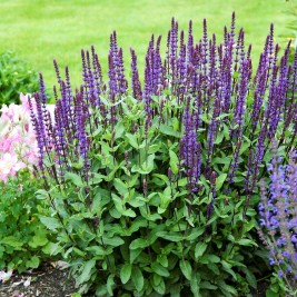 Šalavijas gojinis ( lot. Salvia nemorosa) Caradonna Šalavijas gojinis ( lot. Salvia nemorosa) Caradonna