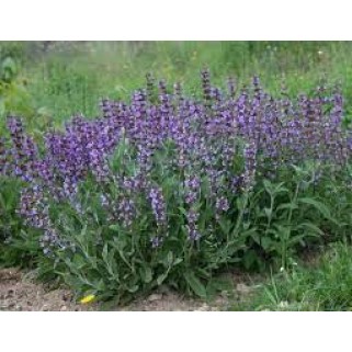 Šalavijas vaistinis ( lot. Salvia officinalis) 