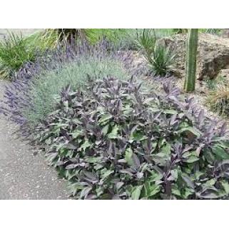 Šalavijas vaistinis ( lot. Salvia officinalis)  Purpurascens