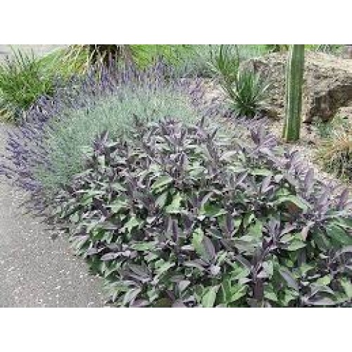 Šalavijas vaistinis ( lot. Salvia officinalis)  Purpurascens