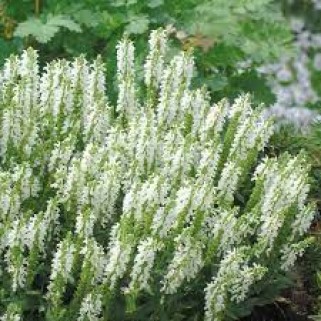 Šalavijas ( lot. Salvia nemorosa) Marvel White