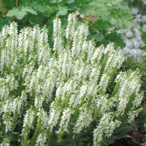 Šalavijas ( lot. Salvia superba) Merleau White