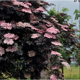 Šeivamedis juodauogis ( lot. Sambucus nigra) Black Lace